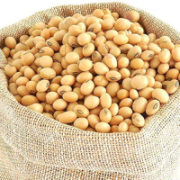 Soy Bean